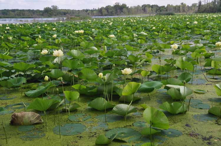 water lillies